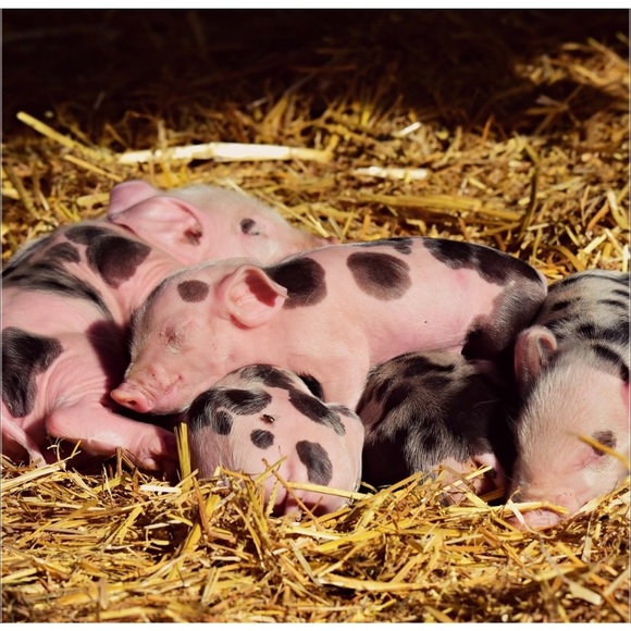 SPOTS OPEN JODI’S FLYING PIGS SHARE GROUP INFO PAGE - Picture 15 of 15